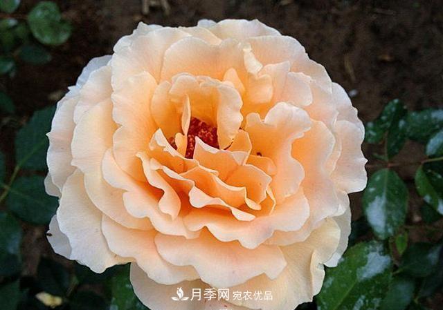 ***美的波浪边月季，又香又勤花，种植无难度，非常适合新手(图6)