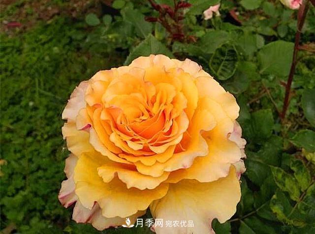 ***美的波浪边月季，又香又勤花，种植无难度，非常适合新手(图7)