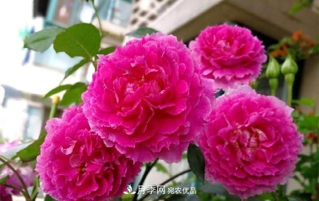 ***美的波浪边月季，又香又勤花，种植无难度，非常适合新手(图4)