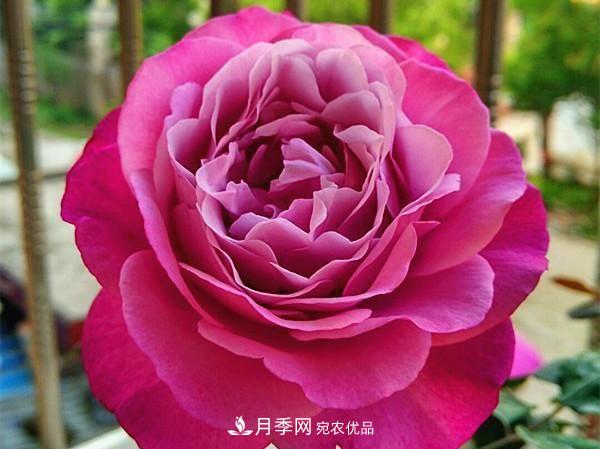 ***美的波浪边月季，又香又勤花，种植无难度，非常适合新手(图12)