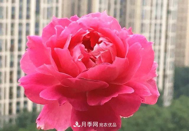 ***美的波浪边月季，又香又勤花，种植无难度，非常适合新手(图3)