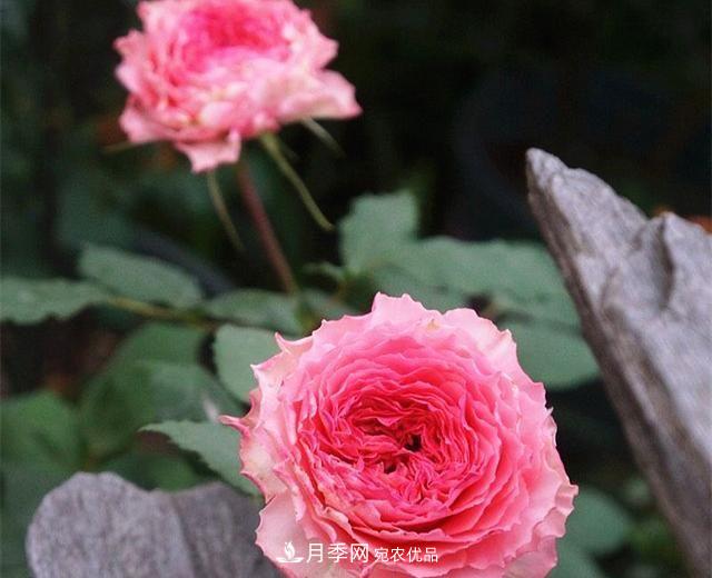***美的波浪边月季，又香又勤花，种植无难度，非常适合新手(图9)