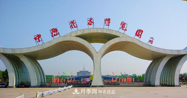 鄢陵：云上2020年中原花木交易博览会9月26日开幕(图1)