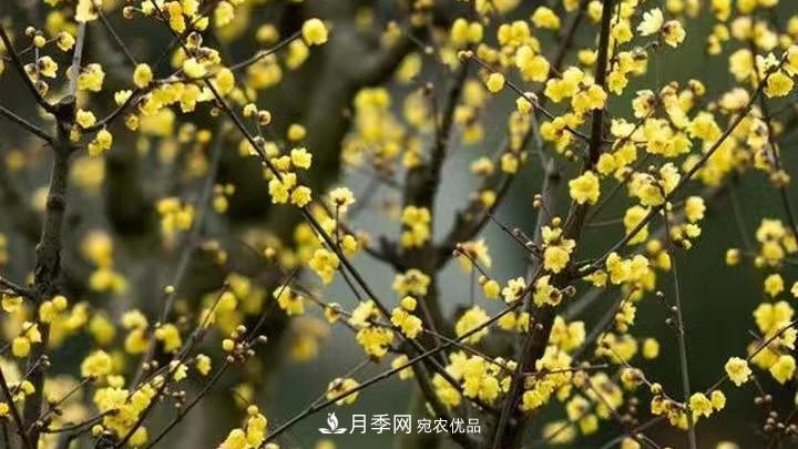 蜡梅花的养护方法(图2)