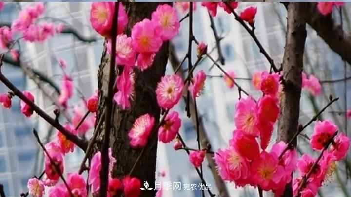 蜡梅花的养护方法(图1)