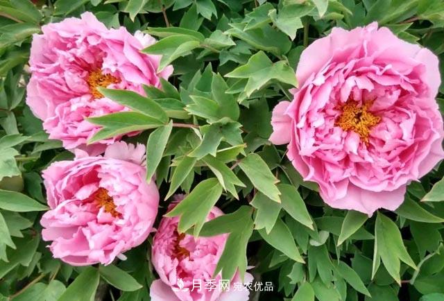洛阳牡丹花种植中的一点小建议，有帮助必看(图1)