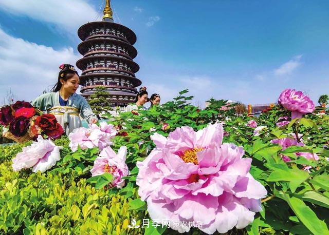 洛阳牡丹节文化源头来自宋代洛阳的牡丹情结
