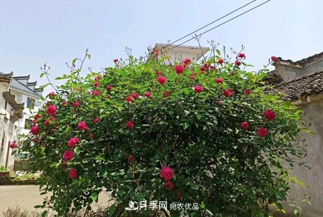 太奶奶养的月季，110岁高龄啦！(图1)