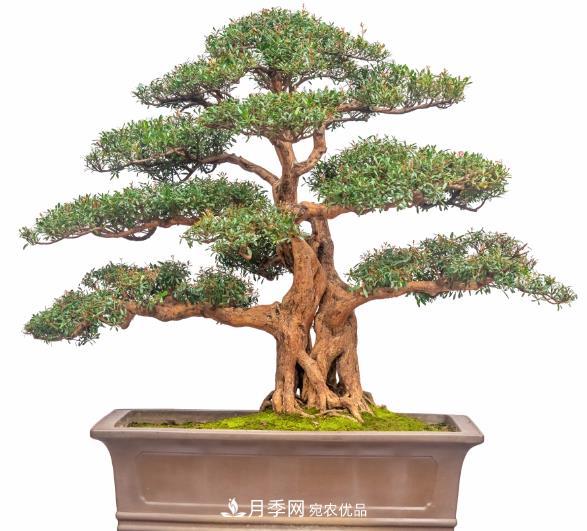 盆景人的工匠精神(图1)