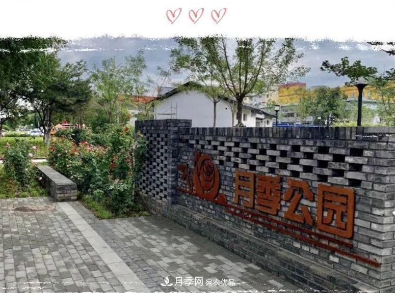 免费，景美，有儿童活动区！北京密云月季公园，你去了吗！(图1)