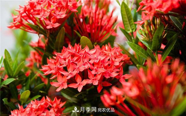 花只能开一季？这7种花四季都能赏花，月季花不可缺(图6)