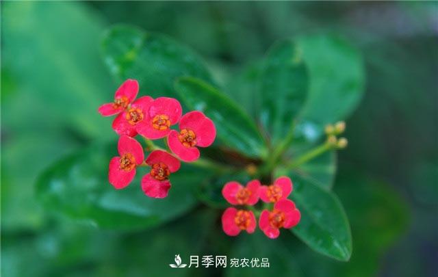 花只能开一季？这7种花四季都能赏花，月季花不可缺(图7)