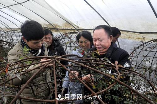 走近南阳月季大师李付昌——月季花海弄潮儿(图3)