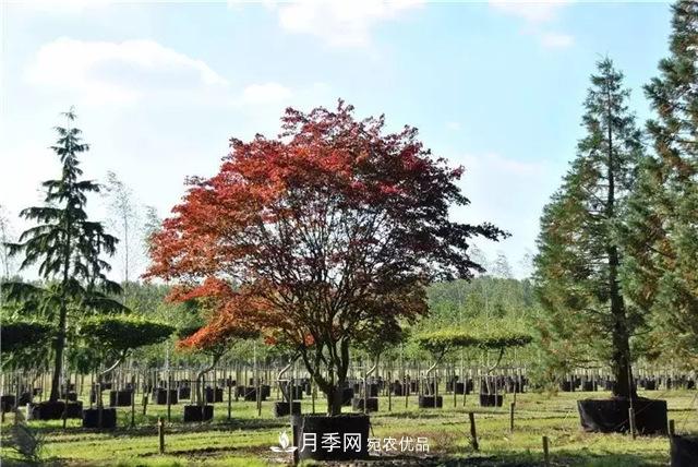 苗木干货，容器苗乃大势所趋？(图2)