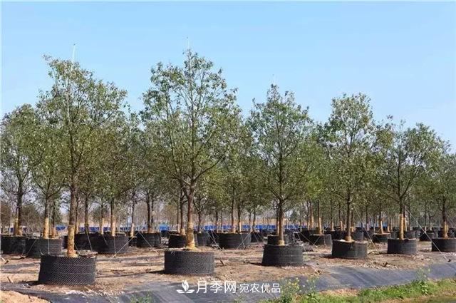 苗木干货，容器苗乃大势所趋？(图4)