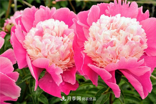 风流菏泽牡丹：可知国色无兼美，刚数曹州又亳州(图1)