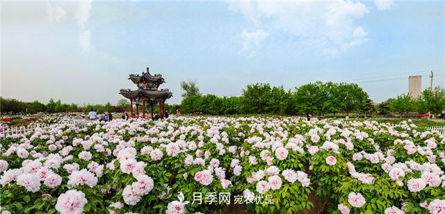风流菏泽牡丹：可知国色无兼美，刚数曹州又亳州(图2)