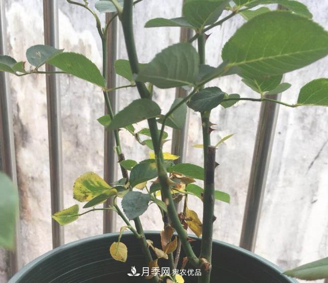 月季常见7大虫害，防治方法都在这里了，收藏起来(图6)