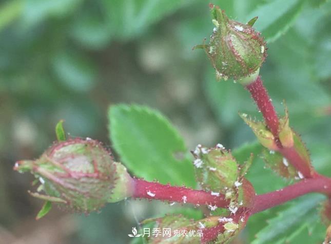 月季常见7大虫害，防治方法都在这里了，收藏起来(图8)