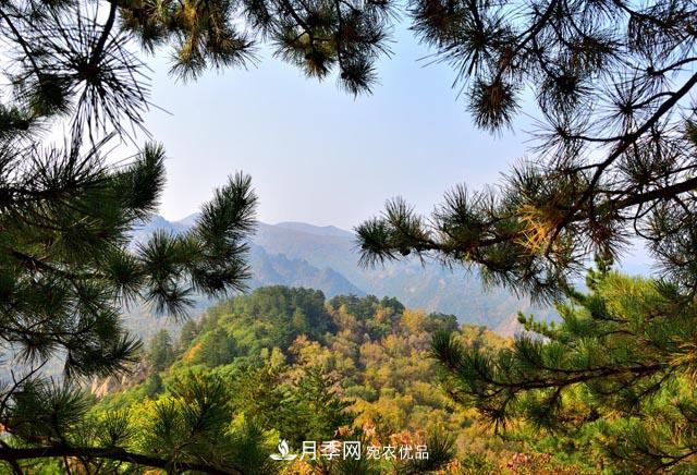 秋季园林苗木栽植的要点：一核心二原则三不准(图1)