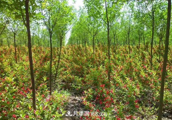 2020年掌握这些苗木销售技巧，才能有源源不断的订单(图1)