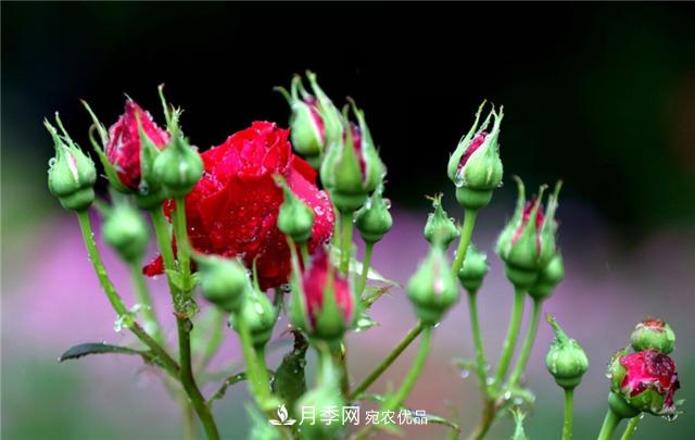 为什么要把月季的花苞都掐掉，修剪搭配施肥，10月有惊喜(图2)