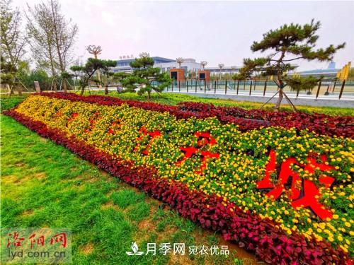 喜迎国庆 160万盆花草扮靓洛阳(图3)