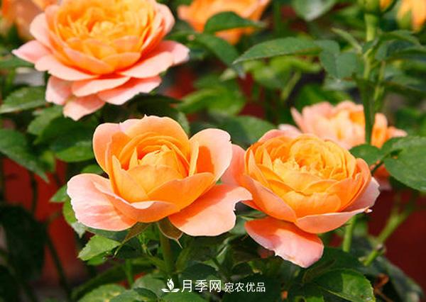 微型月季的小知识和代表品种(图3)