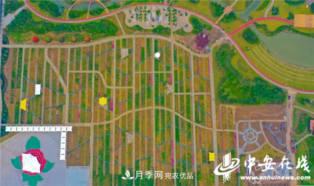 探访第十届中国月季展览会 2000多种月季花月底绽放(图6)