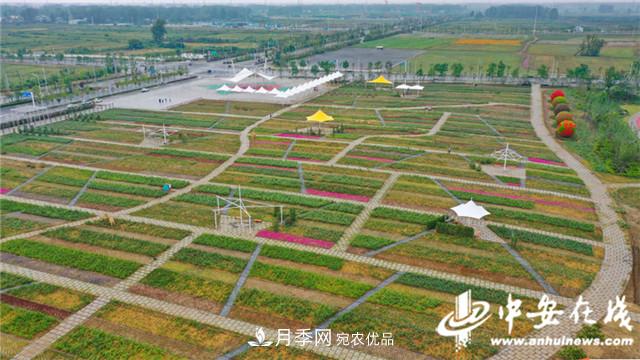 探访第十届中国月季展览会 2000多种月季花月底绽放(图7)
