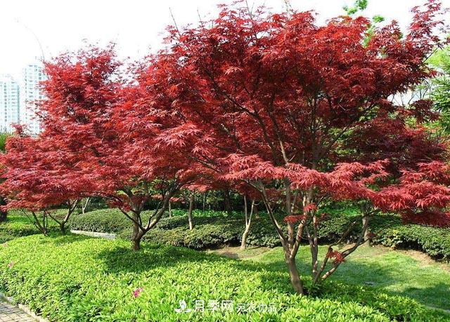 成都温江2020年1-9月份全国花木的销售情况分析(图1)