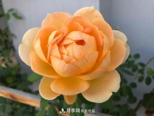 深秋月季姹紫红 诗意齐鲁芬芳景(图1)