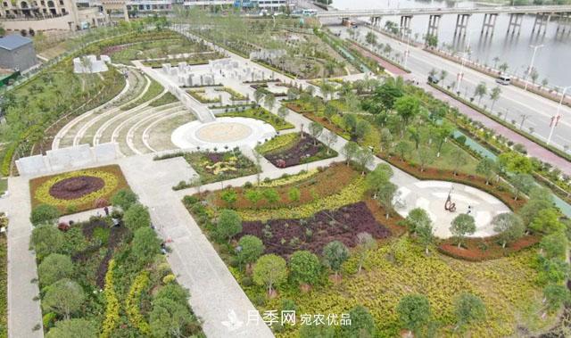 南阳月季：唐河县圆满完成月季“三个一”工程建设任务(图2)