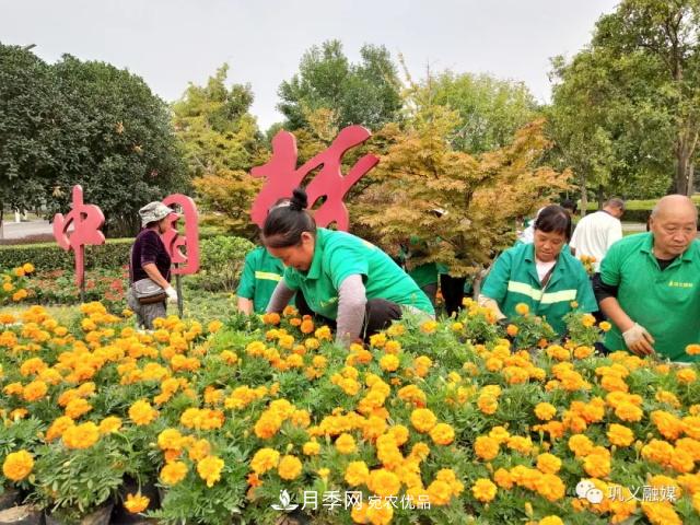 美！6万盆景观花卉扮靓郑州巩义城区(图1)