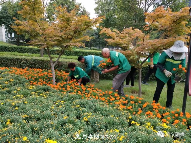美！6万盆景观花卉扮靓郑州巩义城区(图4)