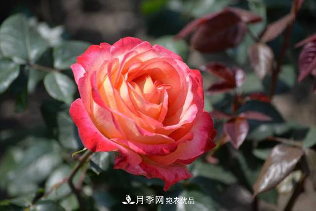 月季花如何养护才能让根系更发达(图2)