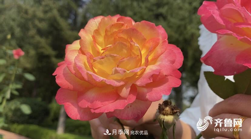 山东济南网红打卡地！带您看姹紫嫣红的月季花海(图2)