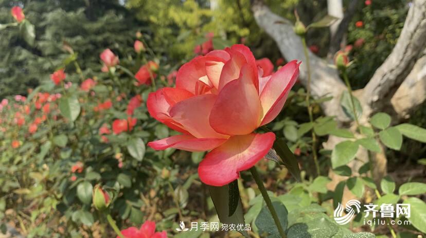 山东济南网红打卡地！带您看姹紫嫣红的月季花海(图4)