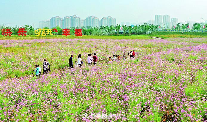 第十届中国月季展览会在安徽阜阳举行(图1)