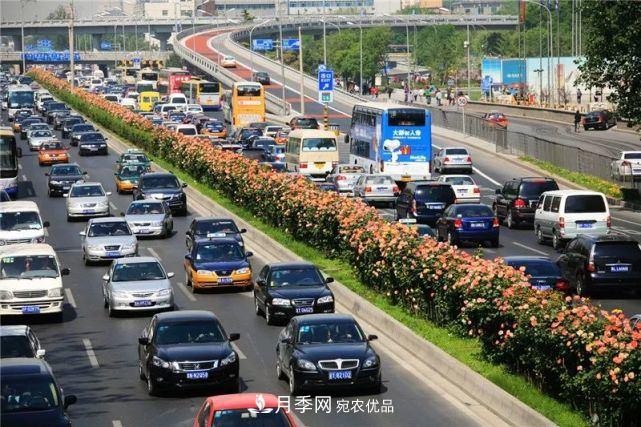 中国从月季大国走向月季强国还需迈过几道坎(图2)