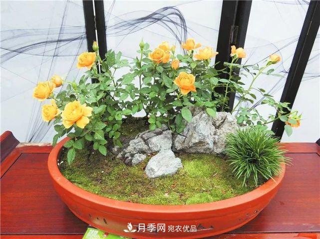 中国从月季大国走向月季强国还需迈过几道坎(图3)