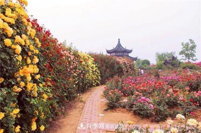 中国从月季大国走向月季强国还需迈过几道坎(图4)