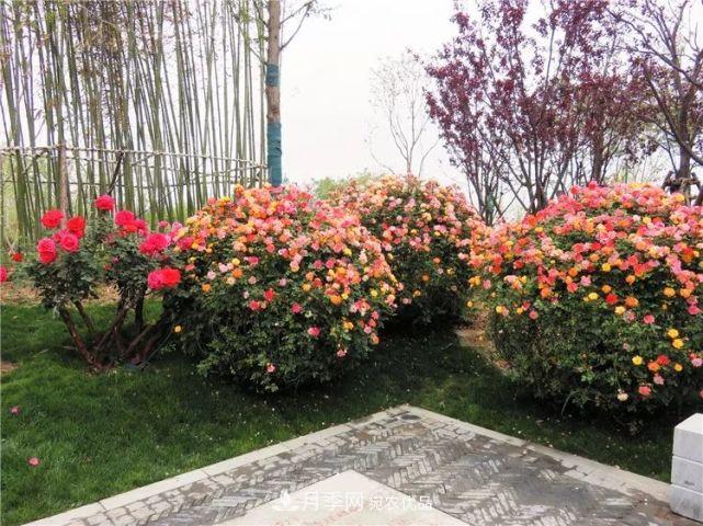 中国从月季大国走向月季强国还需迈过几道坎(图5)