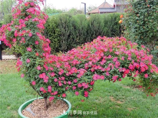 中国从月季大国走向月季强国还需迈过几道坎(图6)