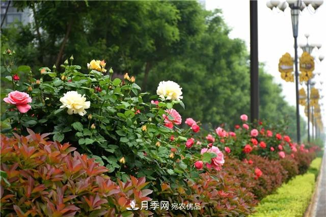 月季之都，陕西韩城市打造月季花海文化名城(相册)(图8)