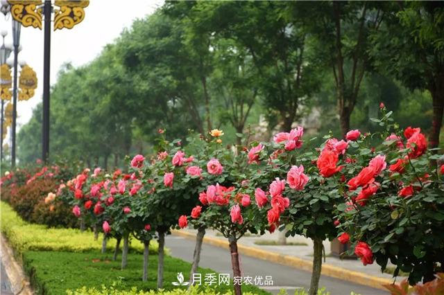 月季之都，陕西韩城市打造月季花海文化名城(相册)(图10)