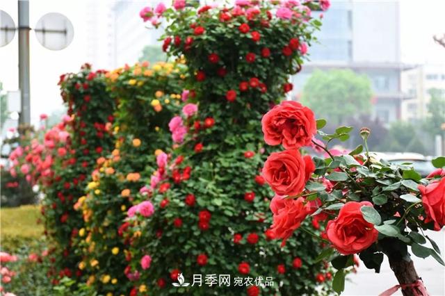 月季之都，陕西韩城市打造月季花海文化名城(相册)(图14)