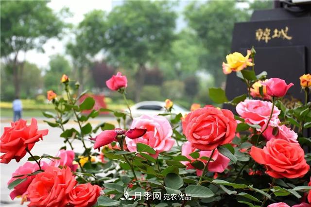 月季之都，陕西韩城市打造月季花海文化名城(相册)(图1)