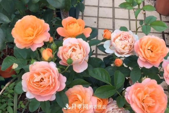 果汁阳台月季好养吗，一年开几次花?(图1)