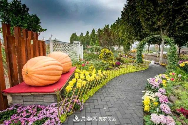 北京大兴魏善庄月季小镇千余种月季进入盛花期，这个十一等您来(图3)